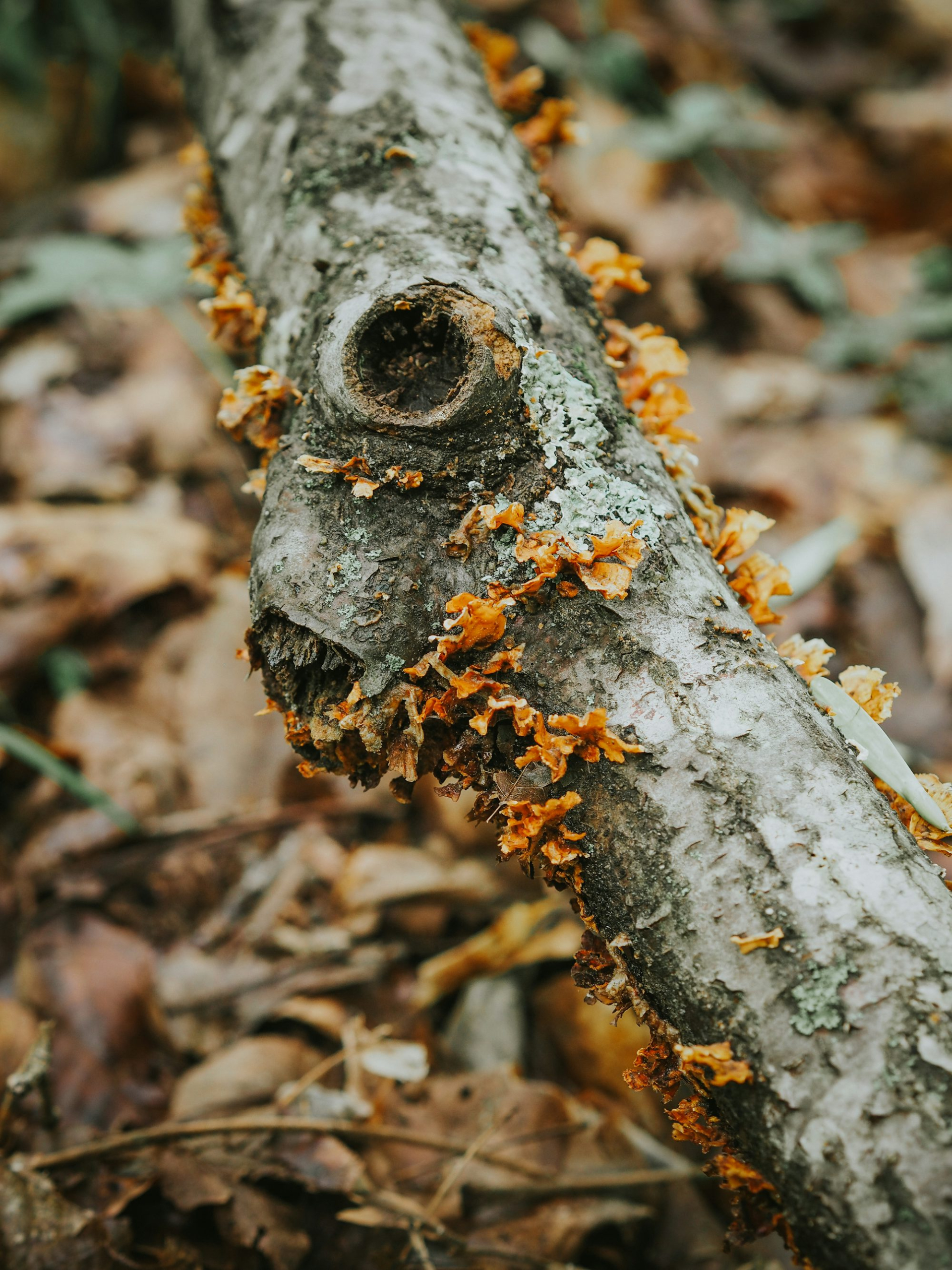 A close up of a tree branch with leaves on it