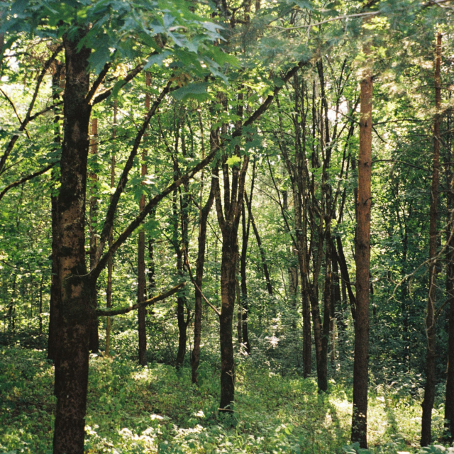 A forest of trees