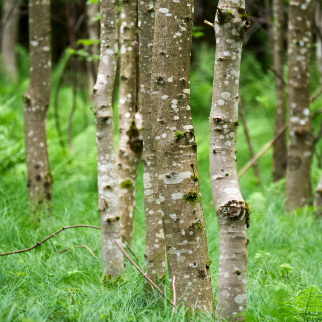A group of trees that are standing in the grass