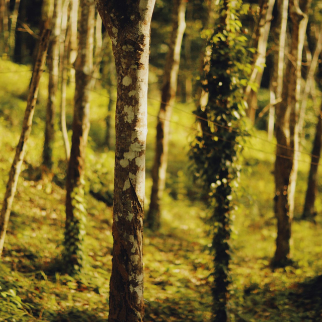 Green trees in forest during daytime